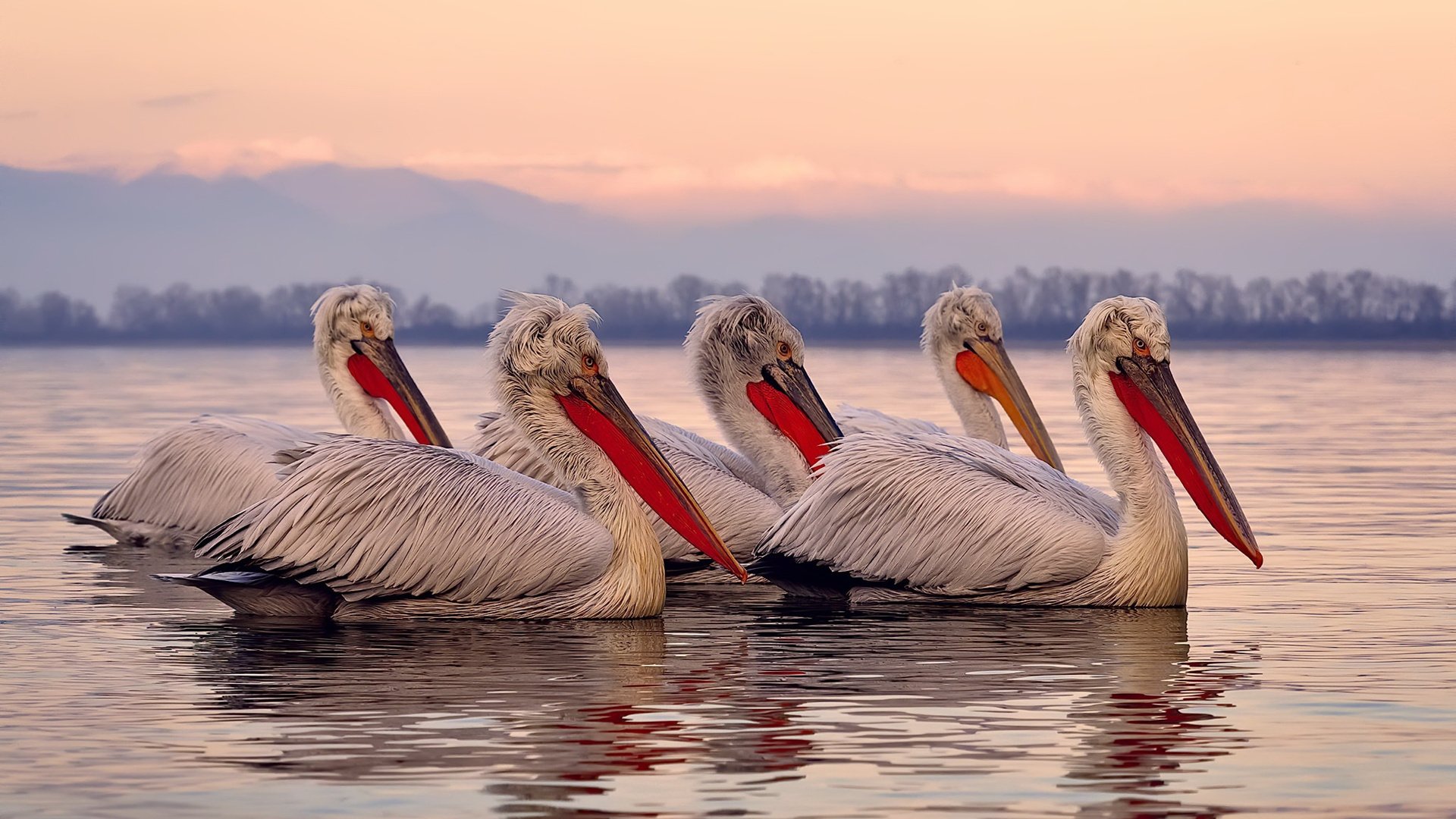 电竞明星签约典礼盛大举行，粉丝期待值爆表，电竞明星联赛