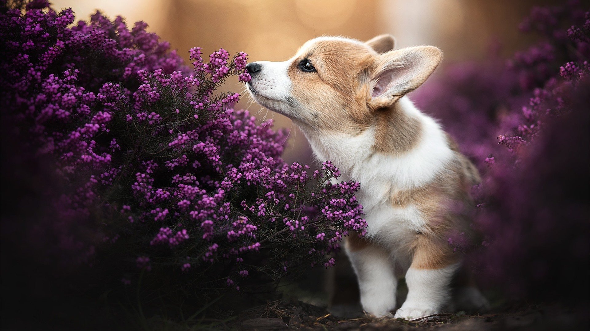 开云入口-赛季最感人：那些动人心弦的球队“微故事”，感人的球迷