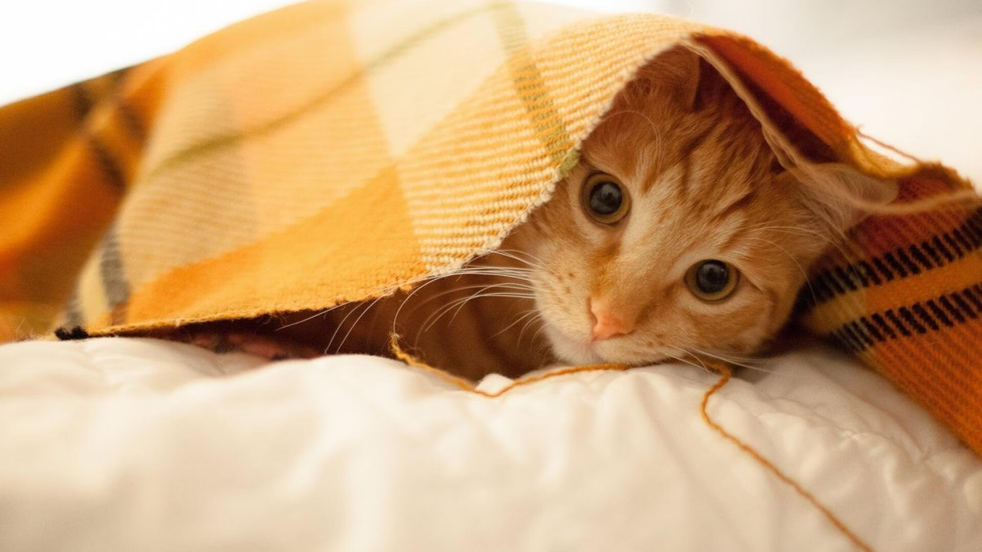 KAIYUN 中国大陆-赛后：车队技术分析与未来展望，车队赛是什么