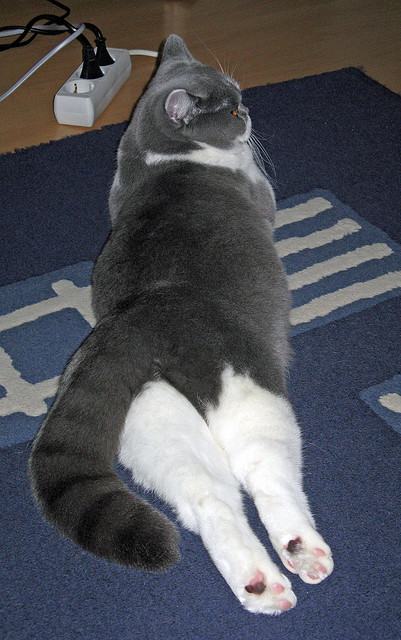 奥格斯堡主场惨败，保级形势严峻，奥格斯堡球衣2020