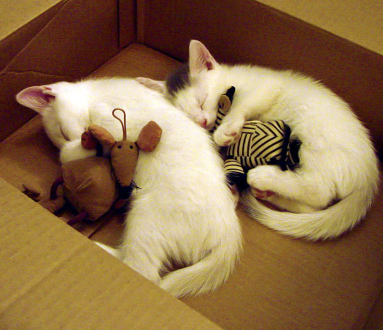 kaiyun中国官方网站-足球比赛的现场氛围如何打动着观众？，足球氛围视频