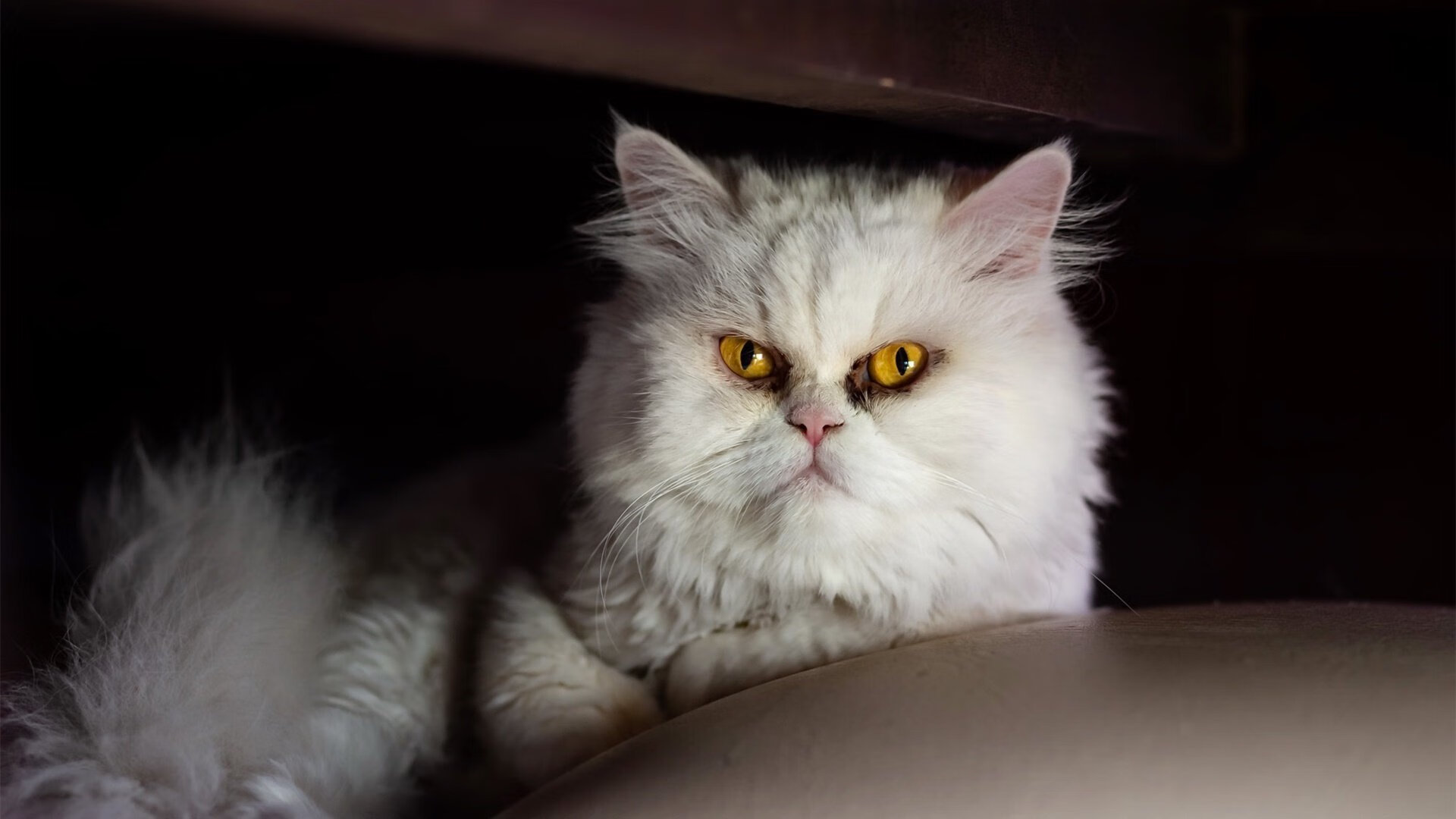 高校运动训练科学管理体系研究,高校运动训练科学管理体系研究方向