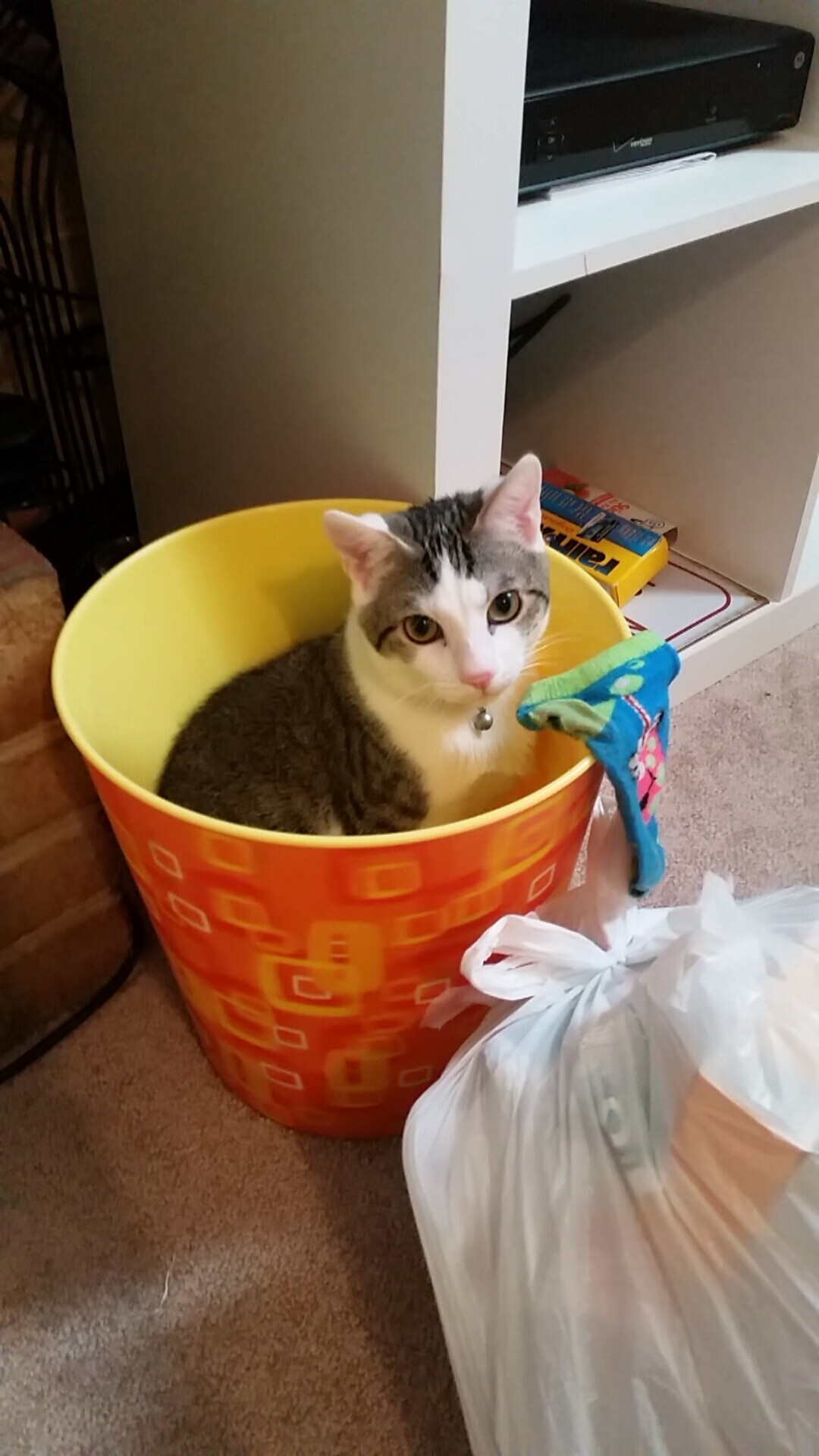 开云中国大陆-波兰队未来潜力：如何通过结合科技与心理训练弥补短板，波兰队强不强