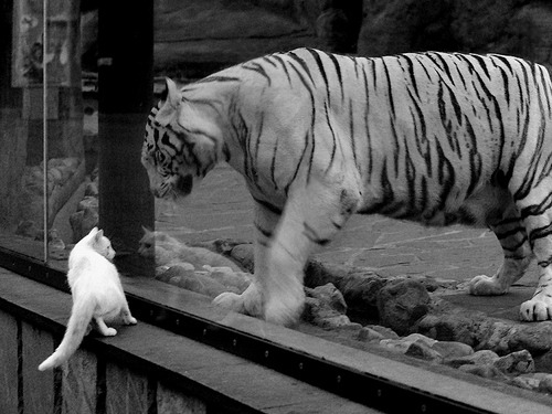 球队替补深度成争冠关键板凳厚度受关注,球队替补席必须有几个座位