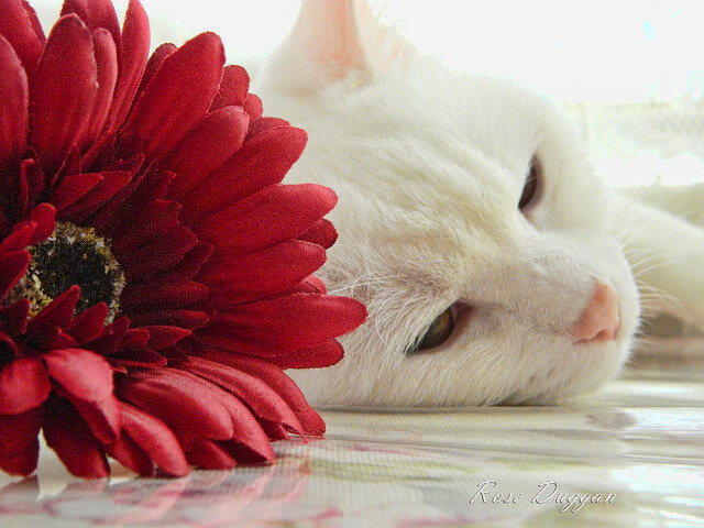 开云官网-职业联赛颁奖现场感人环节引发观众共鸣，职业联赛奖金最多的游戏