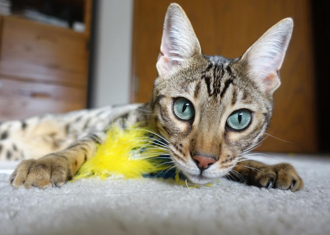 Kaiyun官方登录入口-马术场地障碍赛年度总决赛冠军诞生，2021年全国马术场地障碍锦标赛