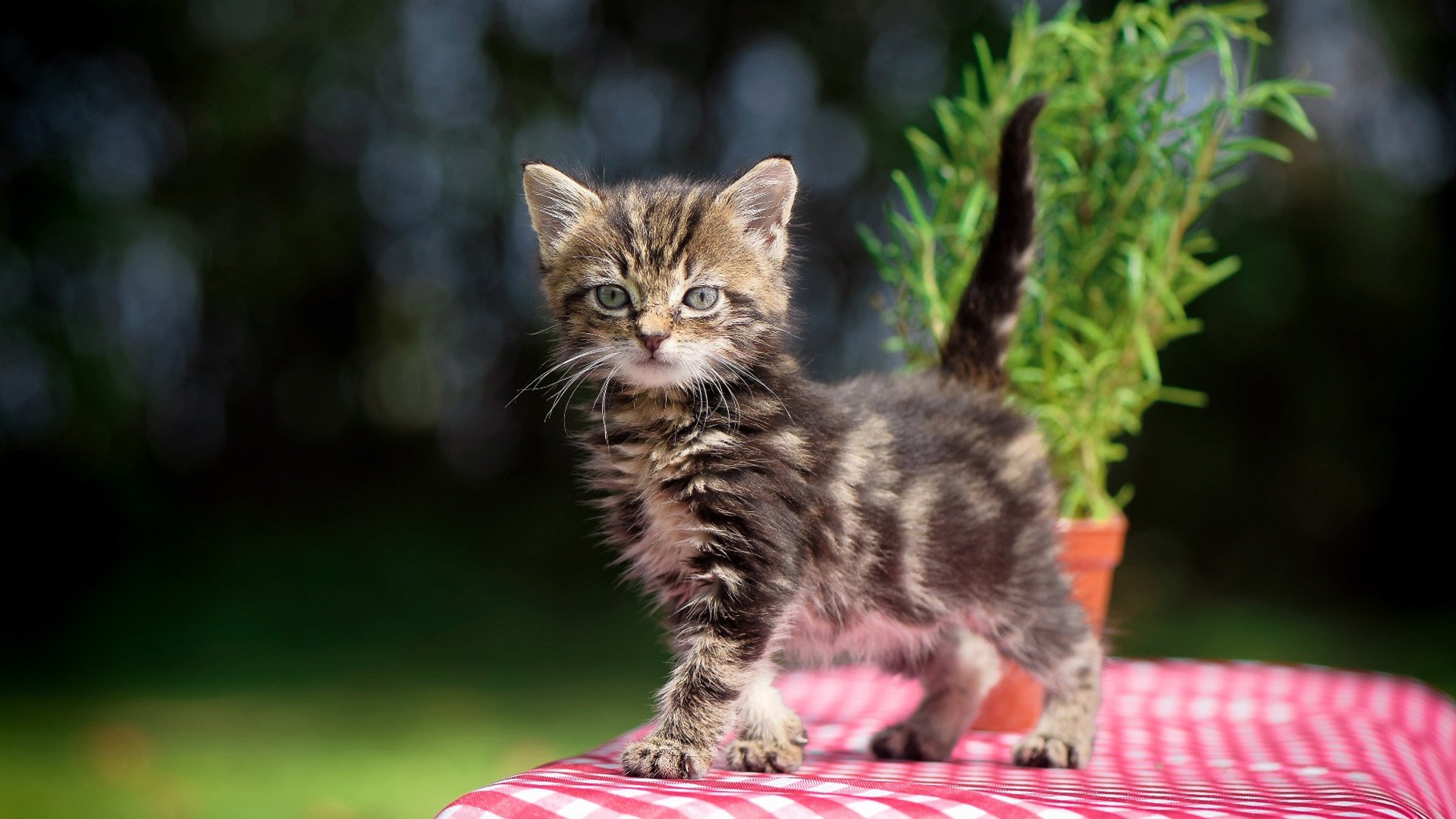 小组赛黑马逆袭，媒体称其为“赛场奇迹”