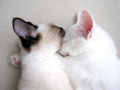 kaiyun登录入口-张雨霏带领接力队伍刷新亚洲纪录，张雨霏临时参加接力