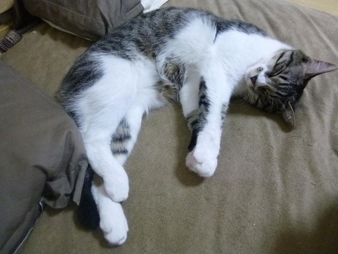 科特迪瓦男篮在非洲锦标赛中持续辉煌，期待追逐冠军荣光，科特迪瓦1_0南非