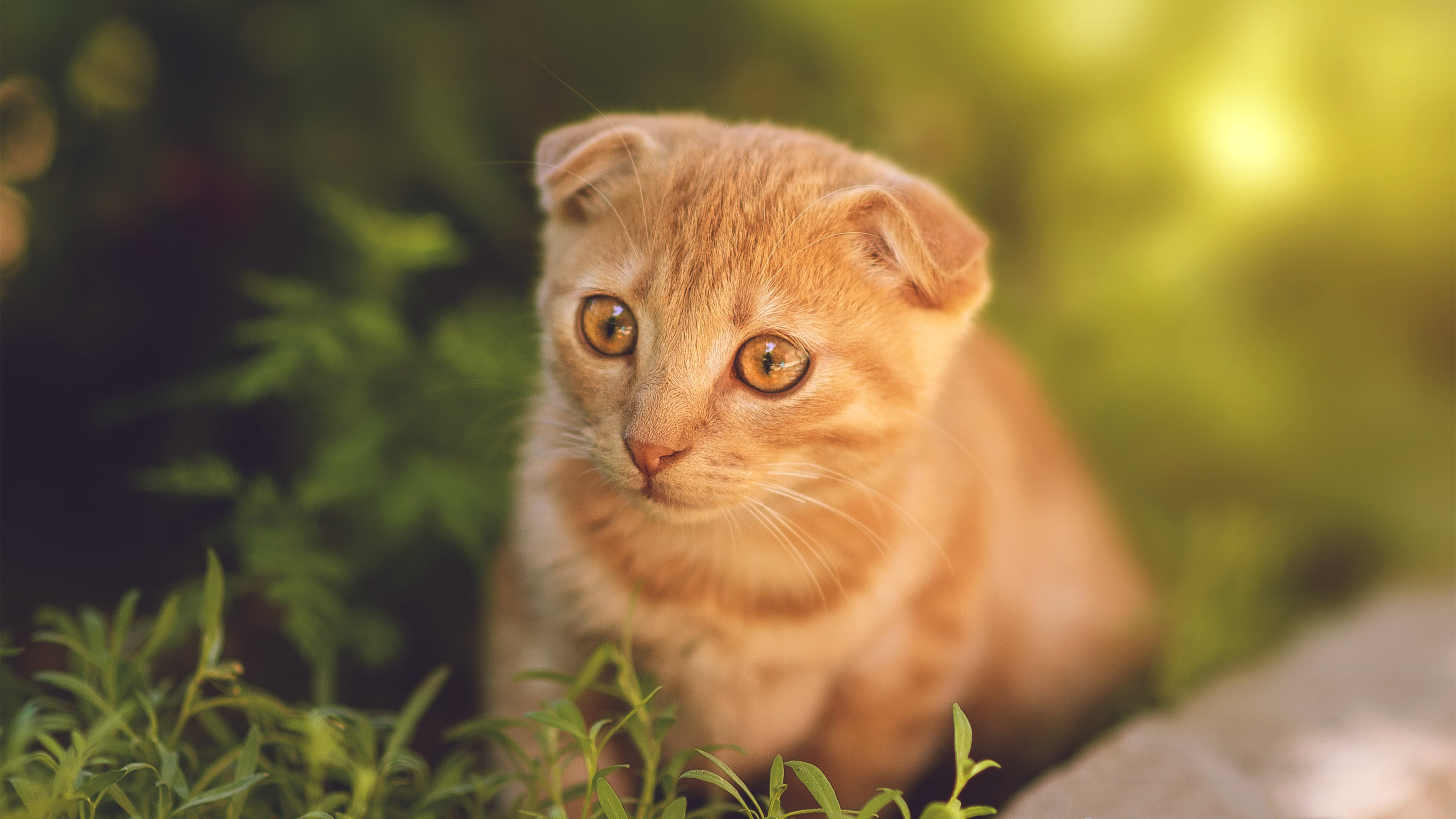 黎巴嫩男篮在西亚锦标赛中拼搏奋战，奥运梦越走越近，男篮黎巴嫩冲突视频